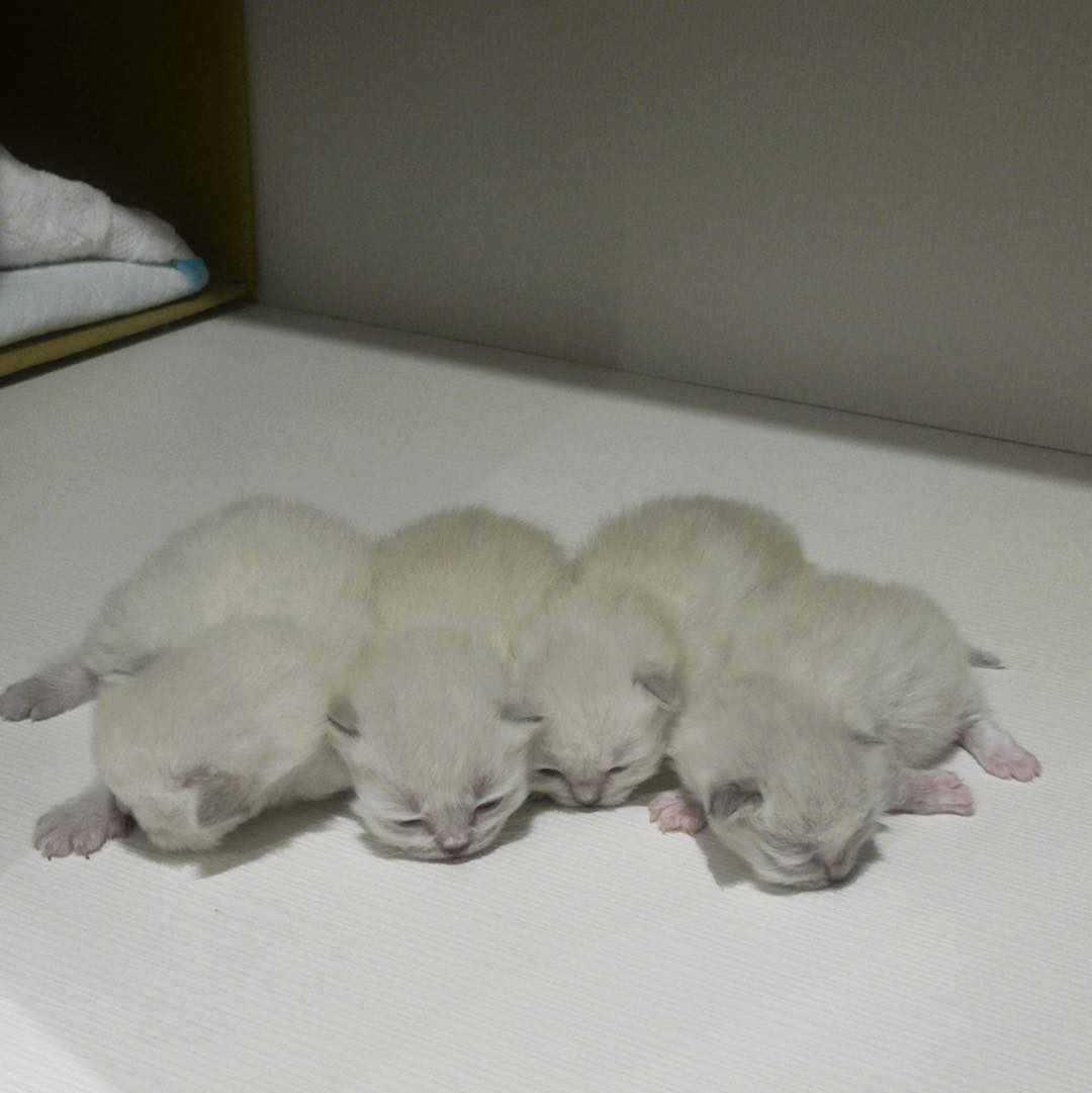 貓咪派對／布偶色小步舞曲