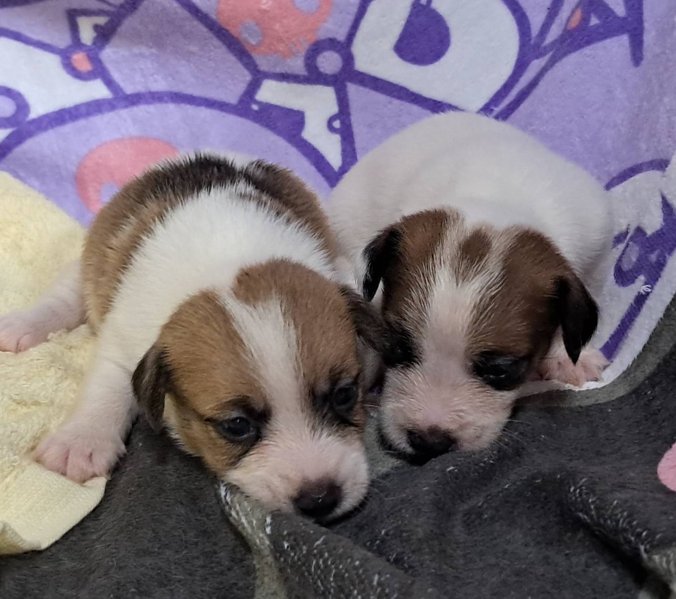 愛玩家犬貓寵物坊／剛毛傑克羅素