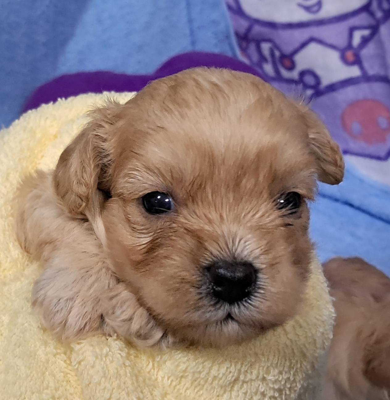 愛玩家犬貓寵物坊／瑪爾泰迪