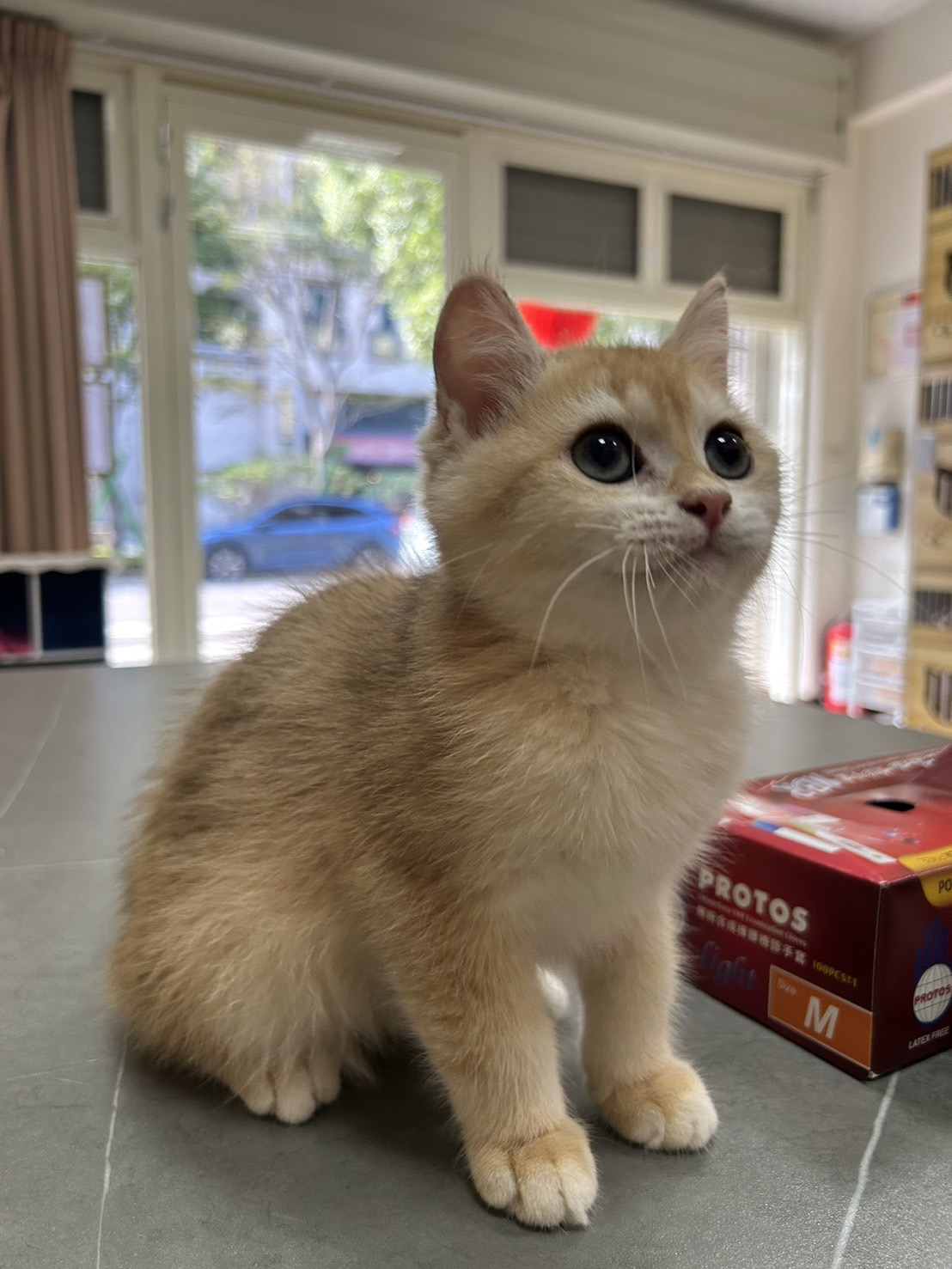 米米亞貓舍／金漸層英國短毛貓