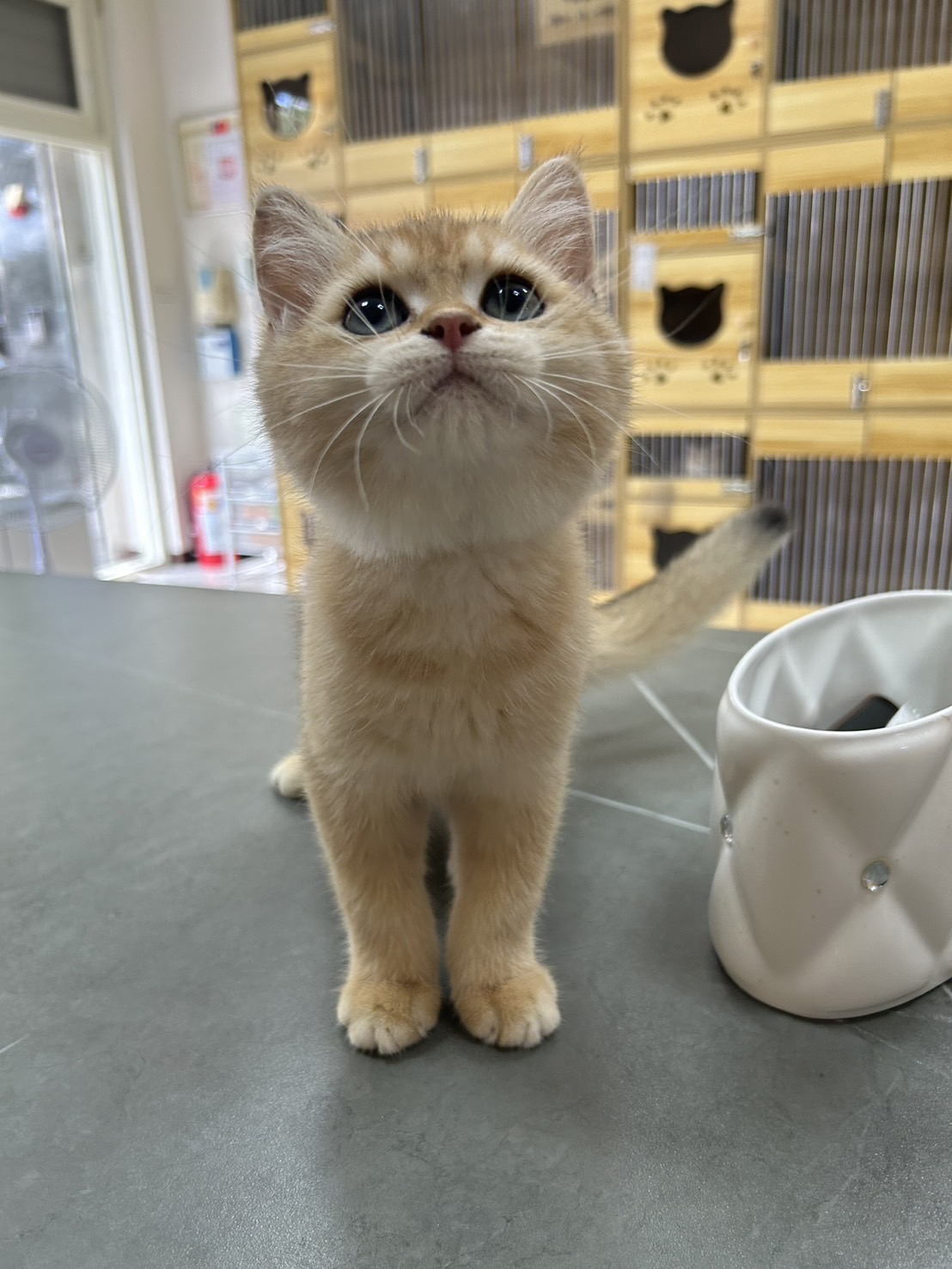 米米亞貓舍／金漸層英國短毛貓