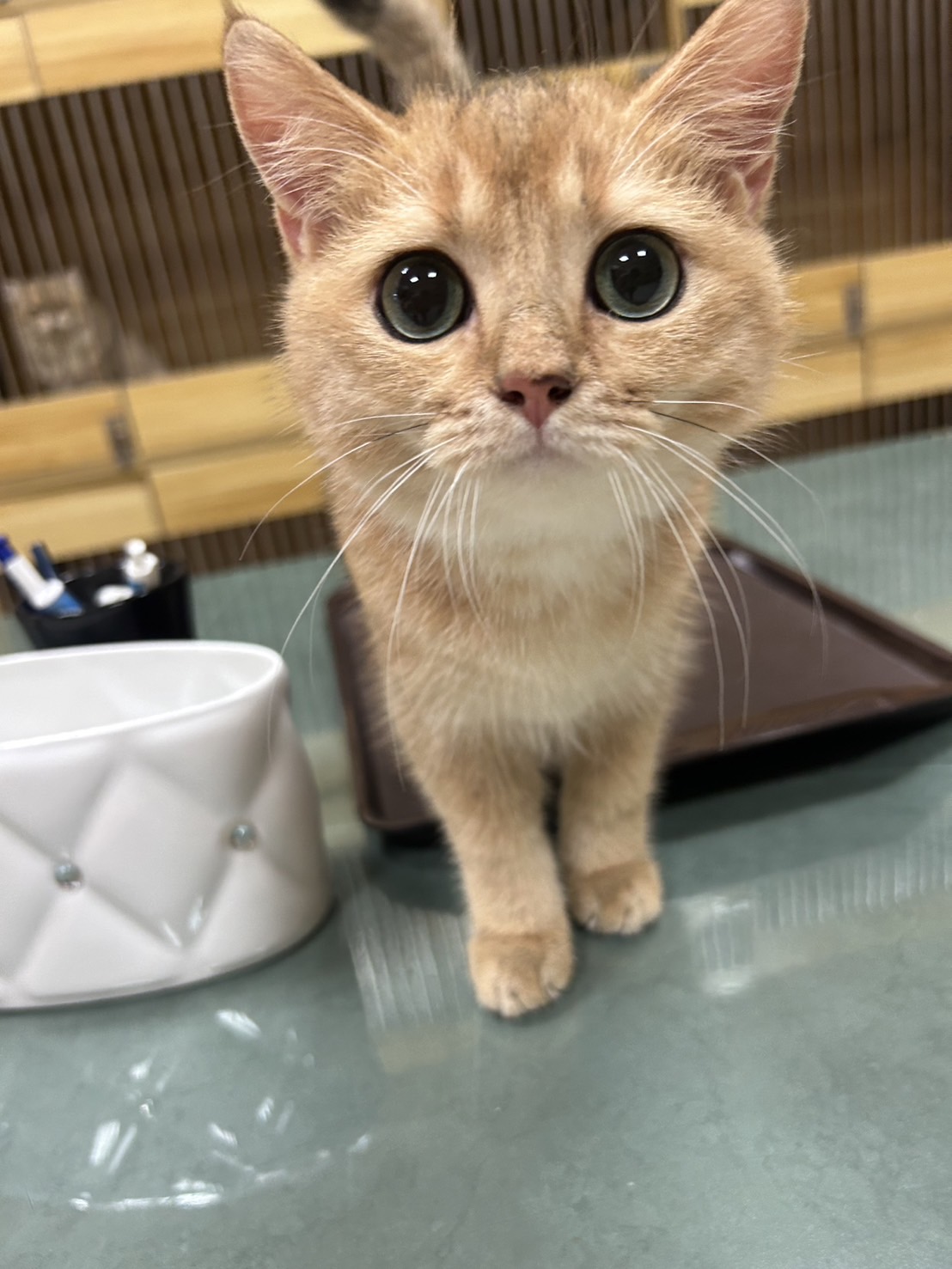 米米亞貓舍／金漸層英國短毛貓