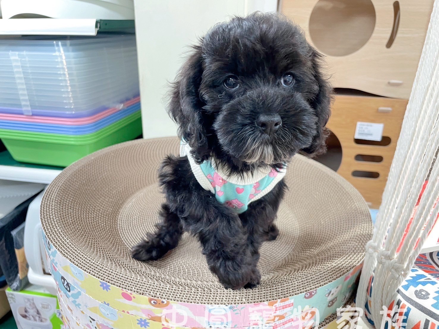 中圓寵物家族／黑色可卡布犬