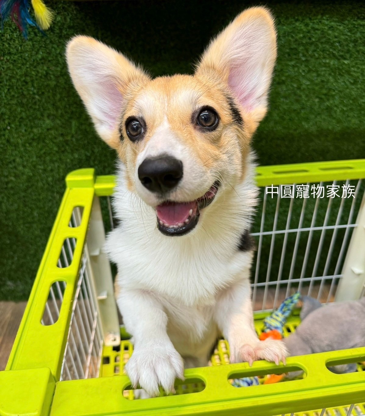 中圓寵物家族／三色柯基