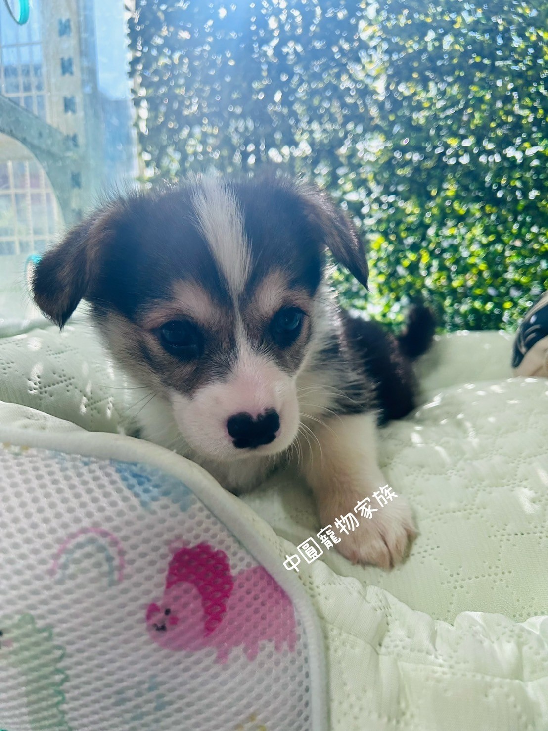 中圓寵物家族／三色柯基