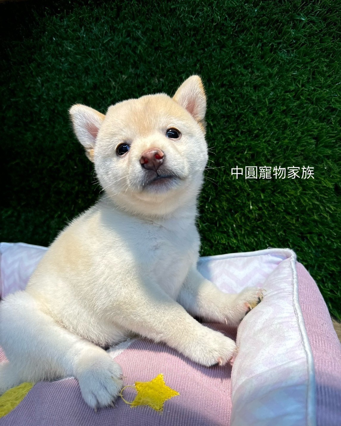 中圓寵物家族／白色柴犬