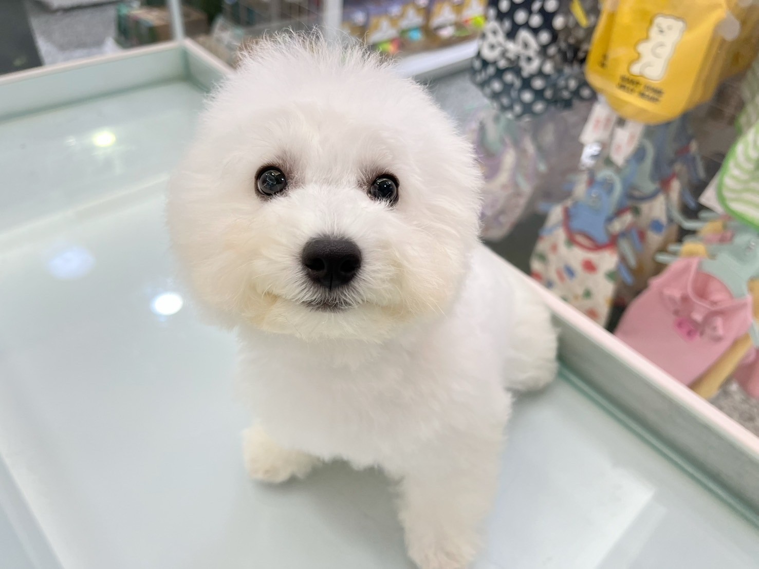 中圓寵物家族／比熊犬
