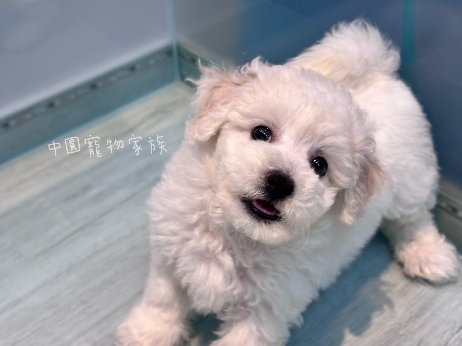 中圓寵物家族／比熊犬