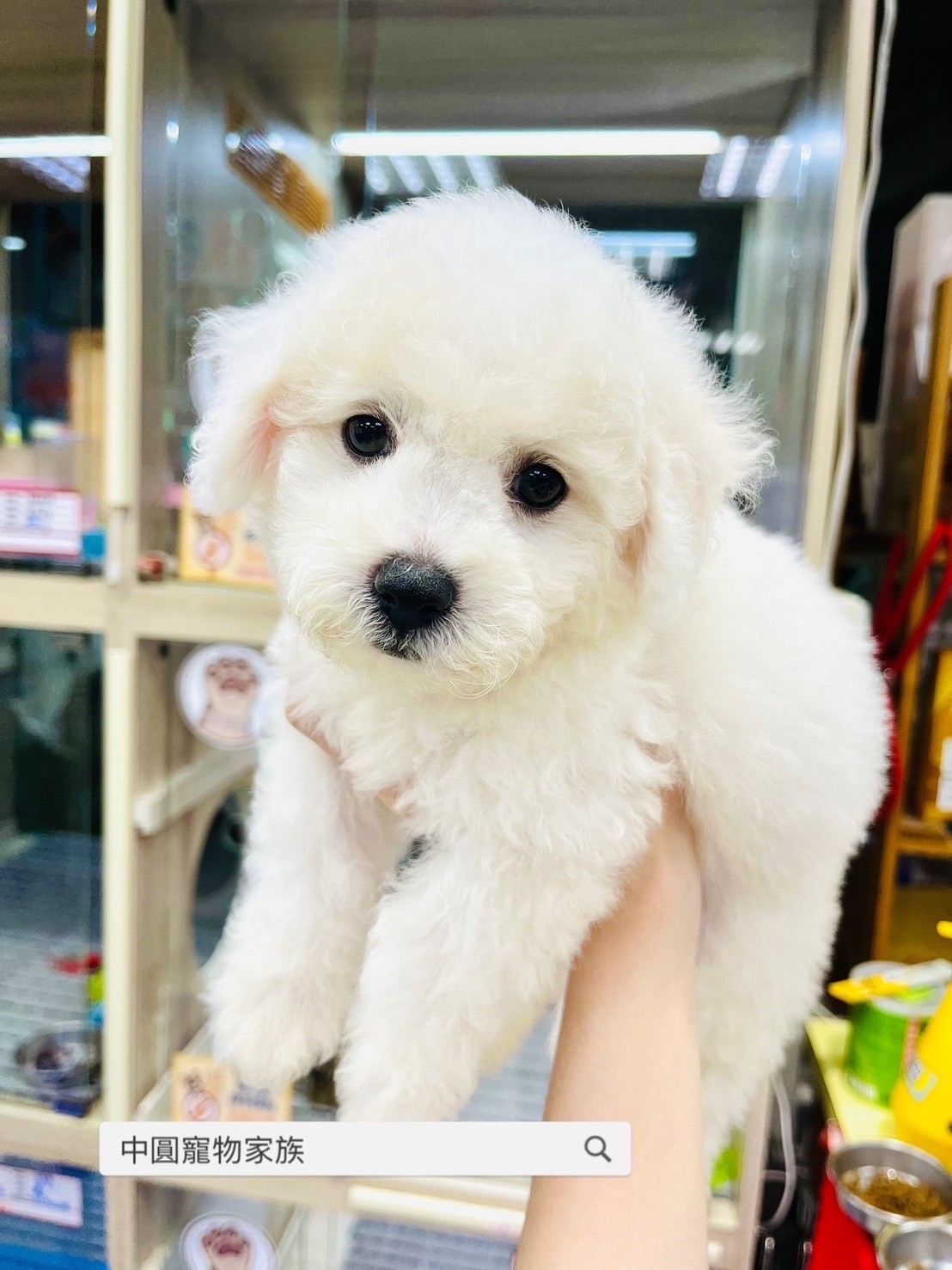 中圓寵物家族／比熊犬