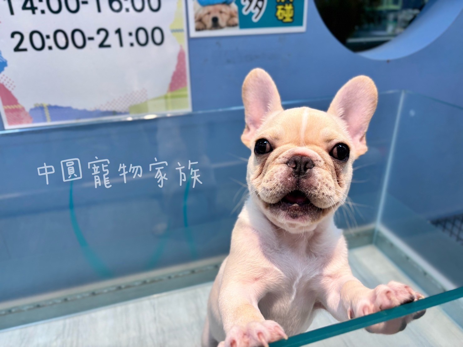 中圓寵物家族／奶油色法國鬥牛犬