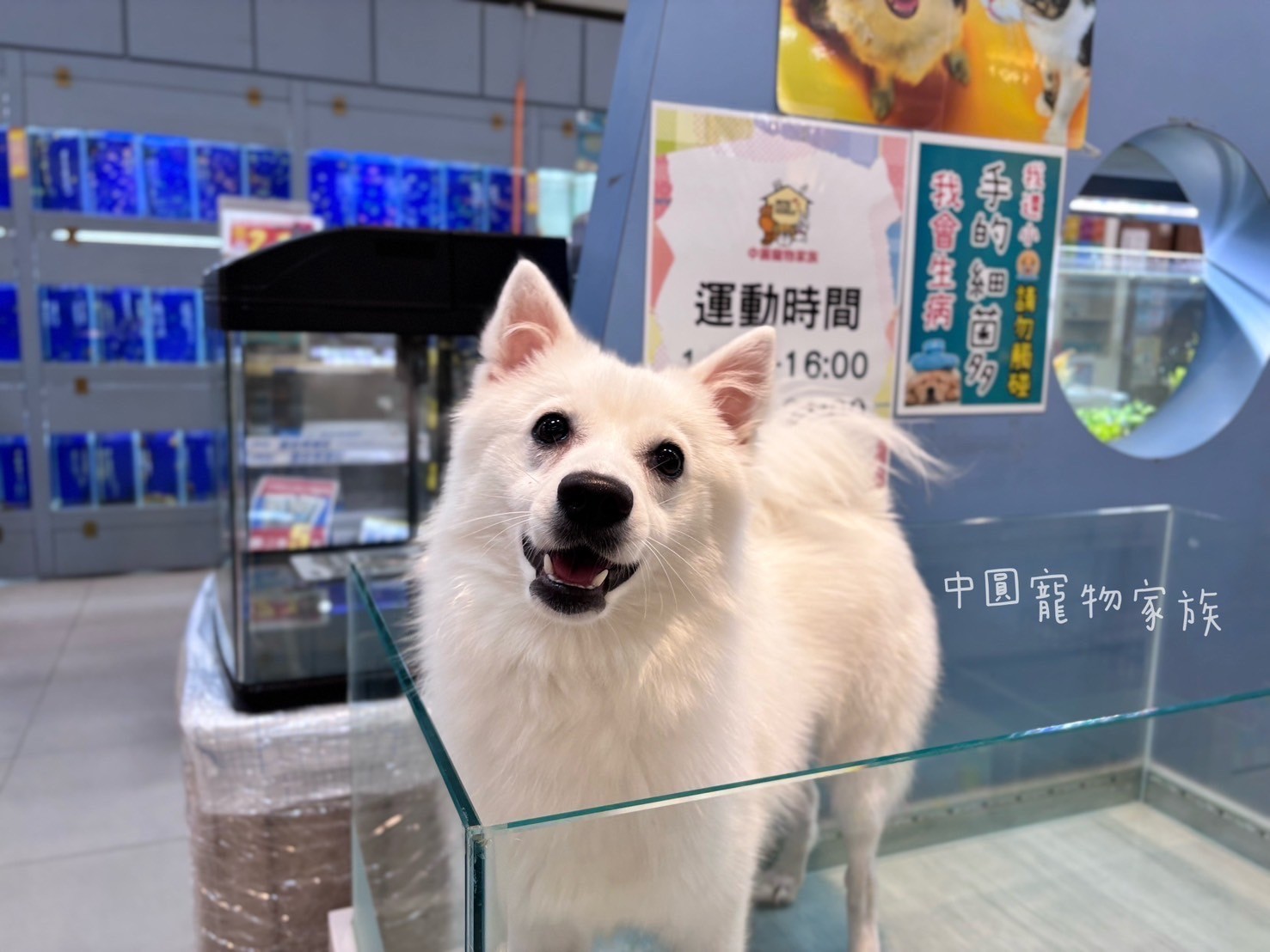 中圓寵物家族／狐狸犬