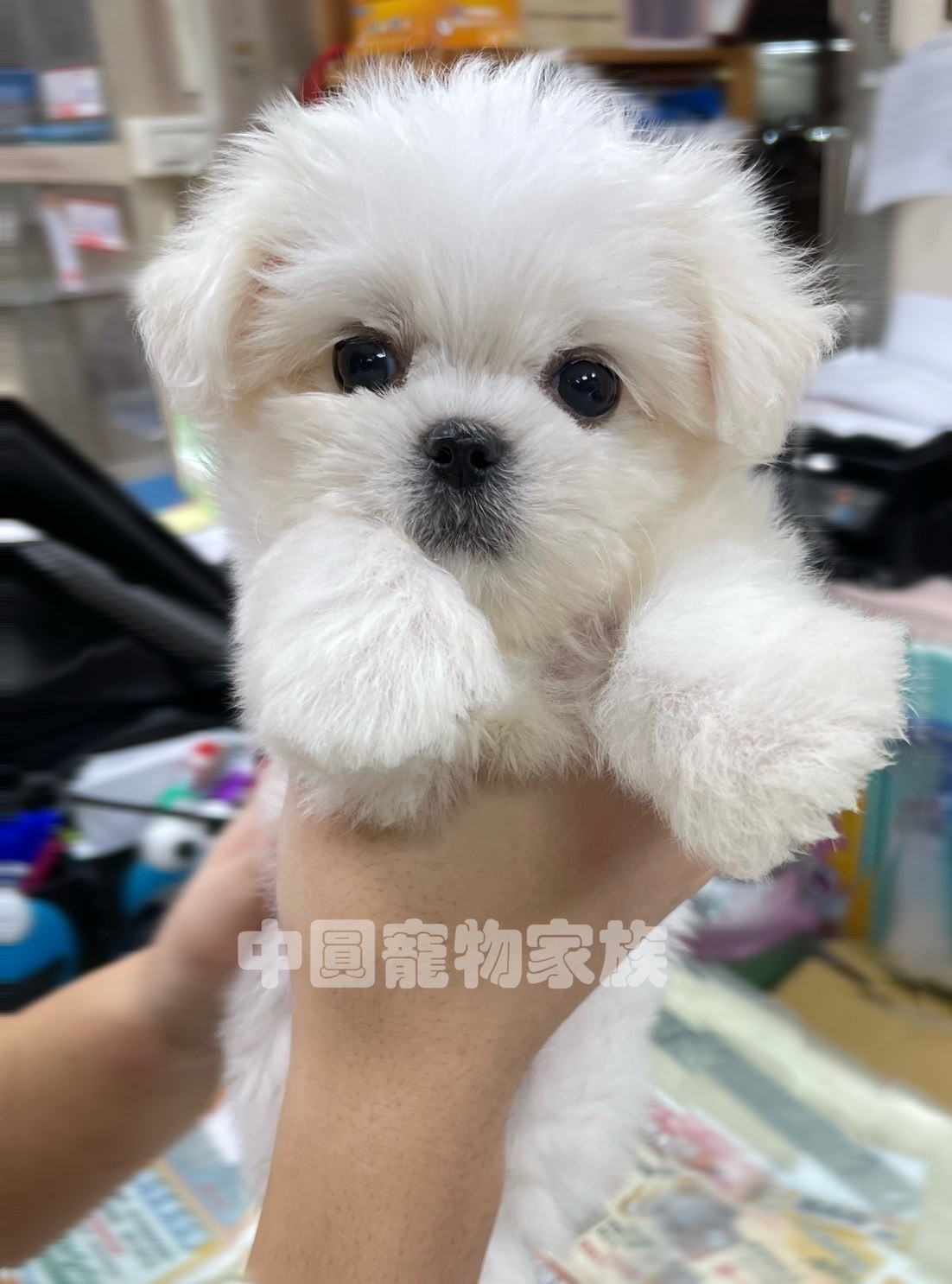 中圓寵物家族／白色瑪爾濟斯