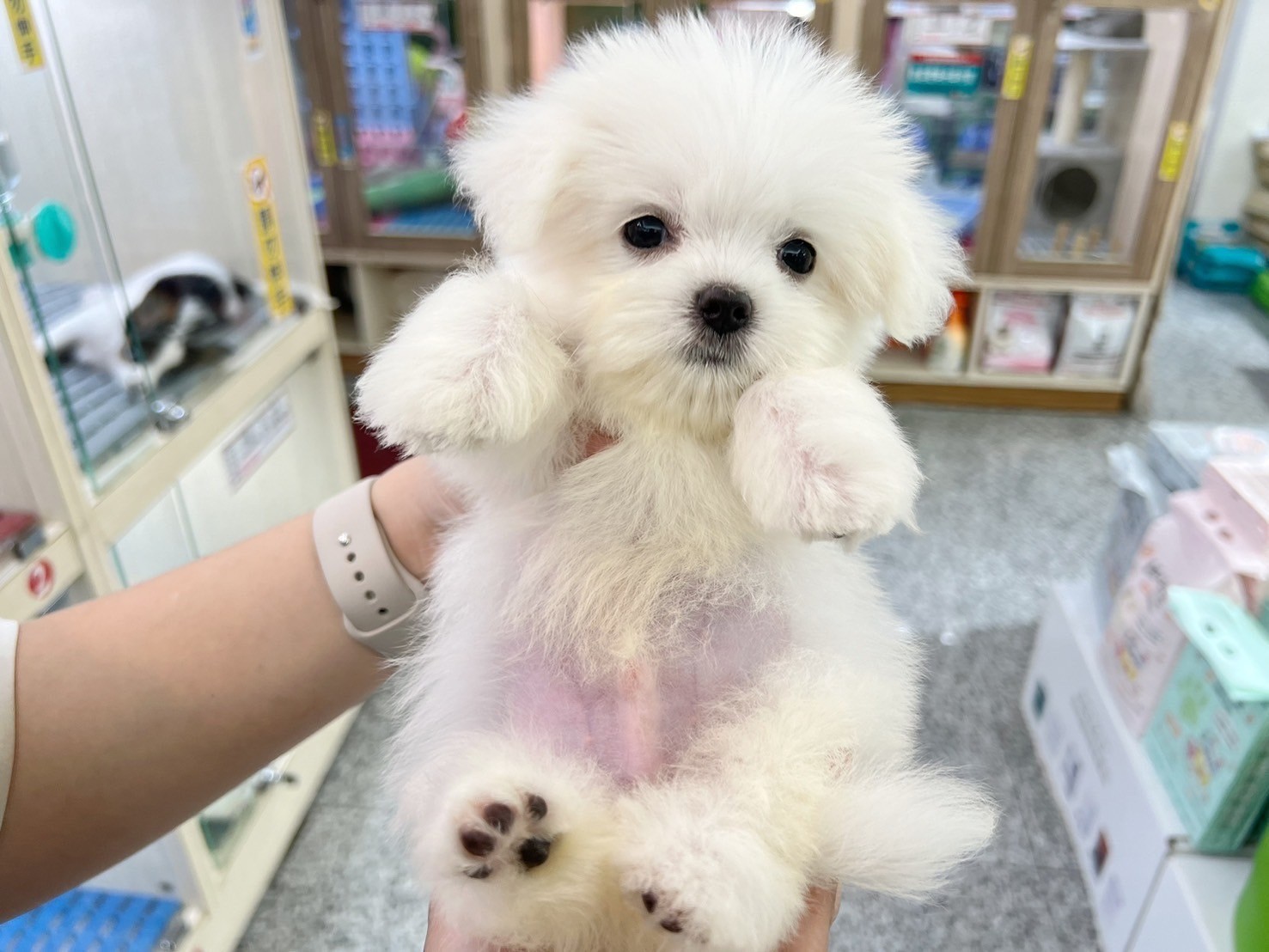 中圓寵物家族／白色瑪爾濟斯