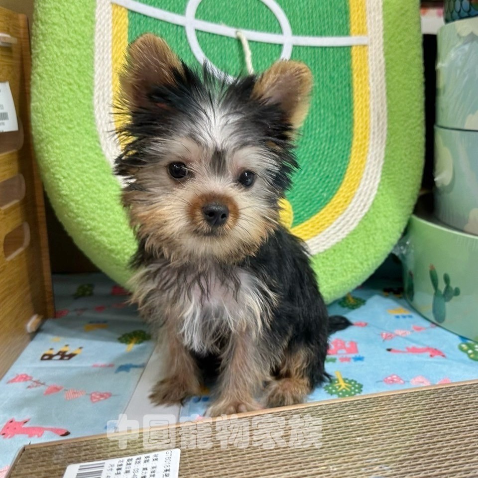 中圓寵物家族／黑金約克夏