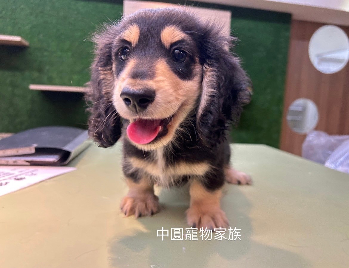 中圓寵物家族／黑奶長毛臘腸犬
