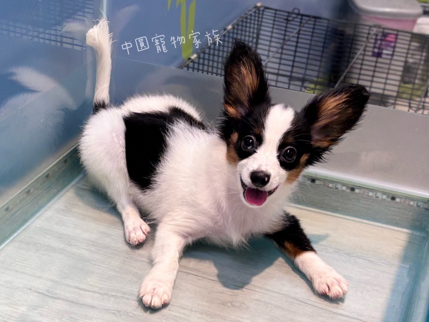 中圓寵物家族／黑白蝴蝶犬