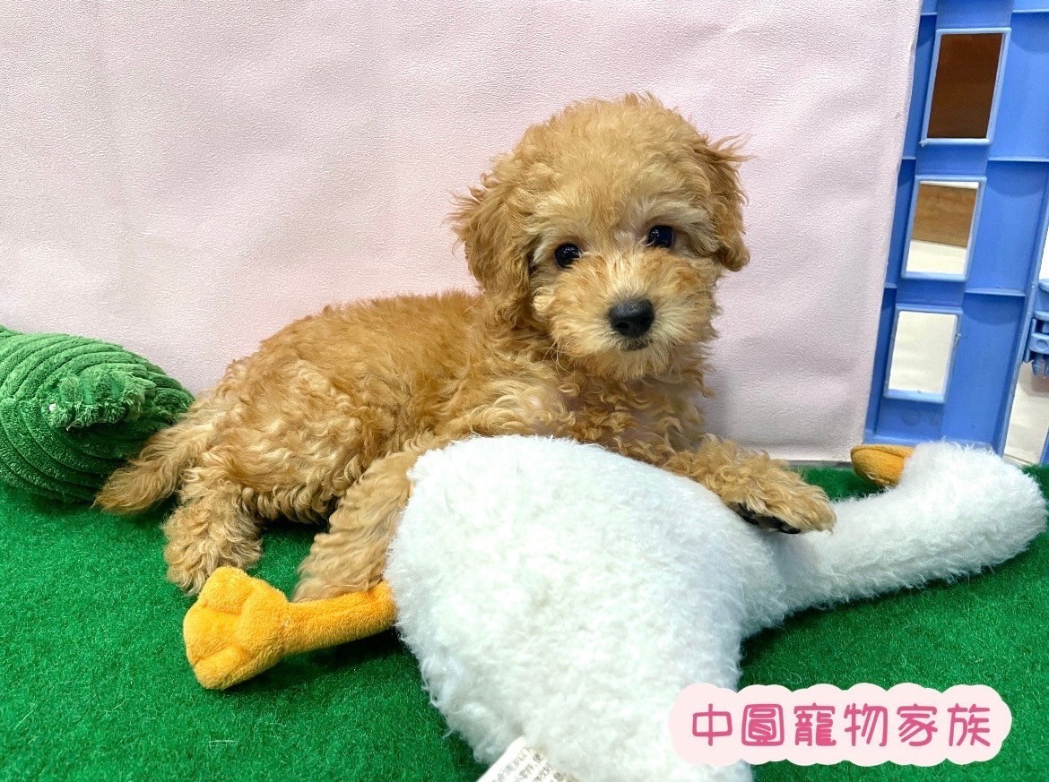 中圓寵物家族／杏色貴賓