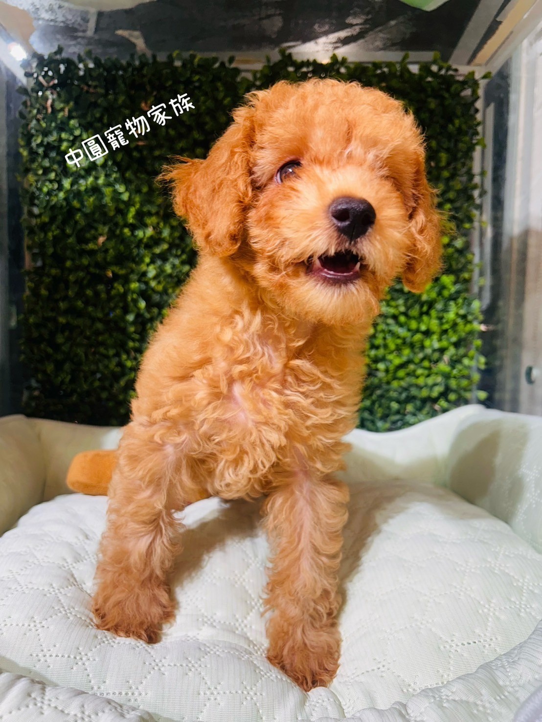 中圓寵物家族／杏色貴賓犬