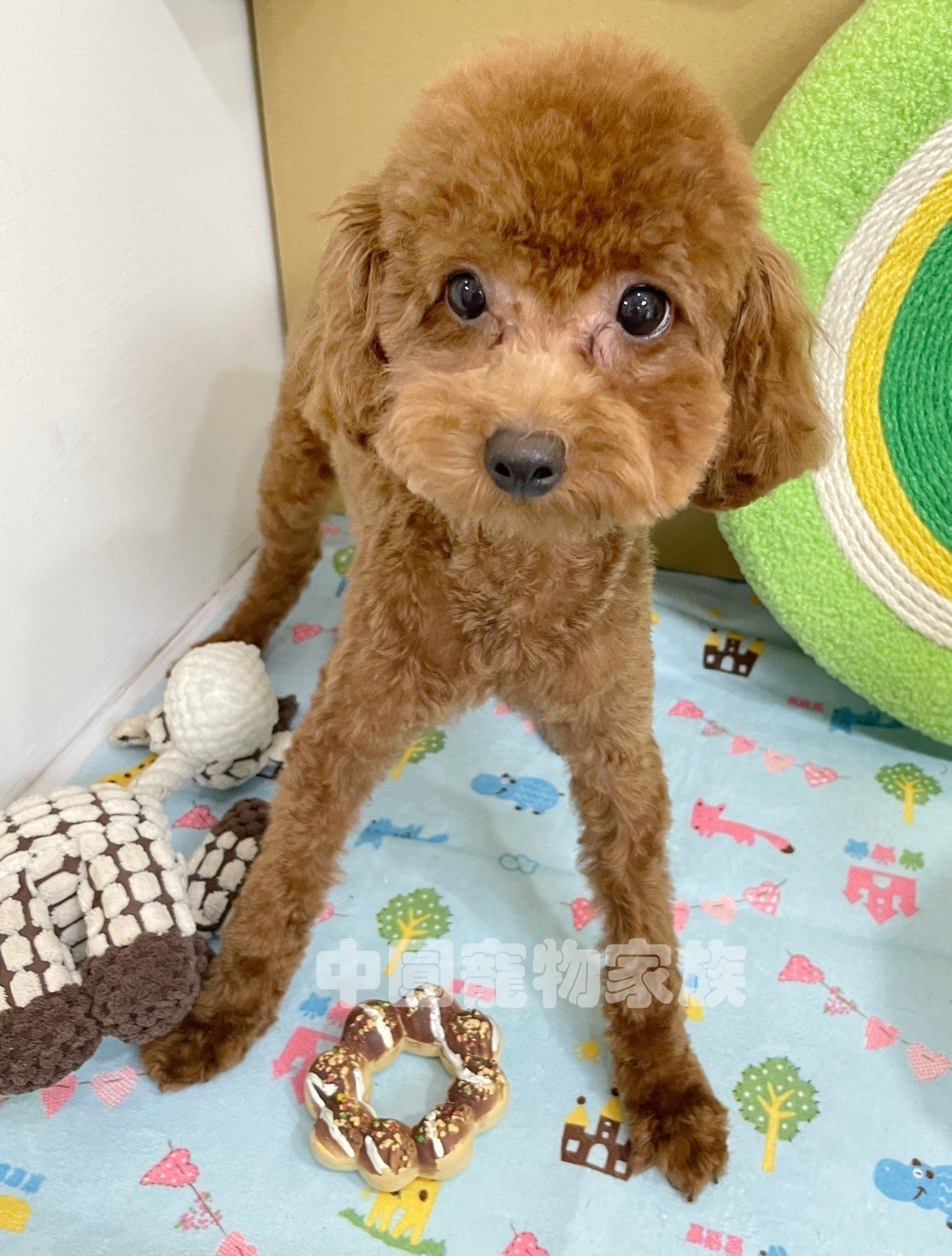 中圓寵物家族／紅色貴賓犬