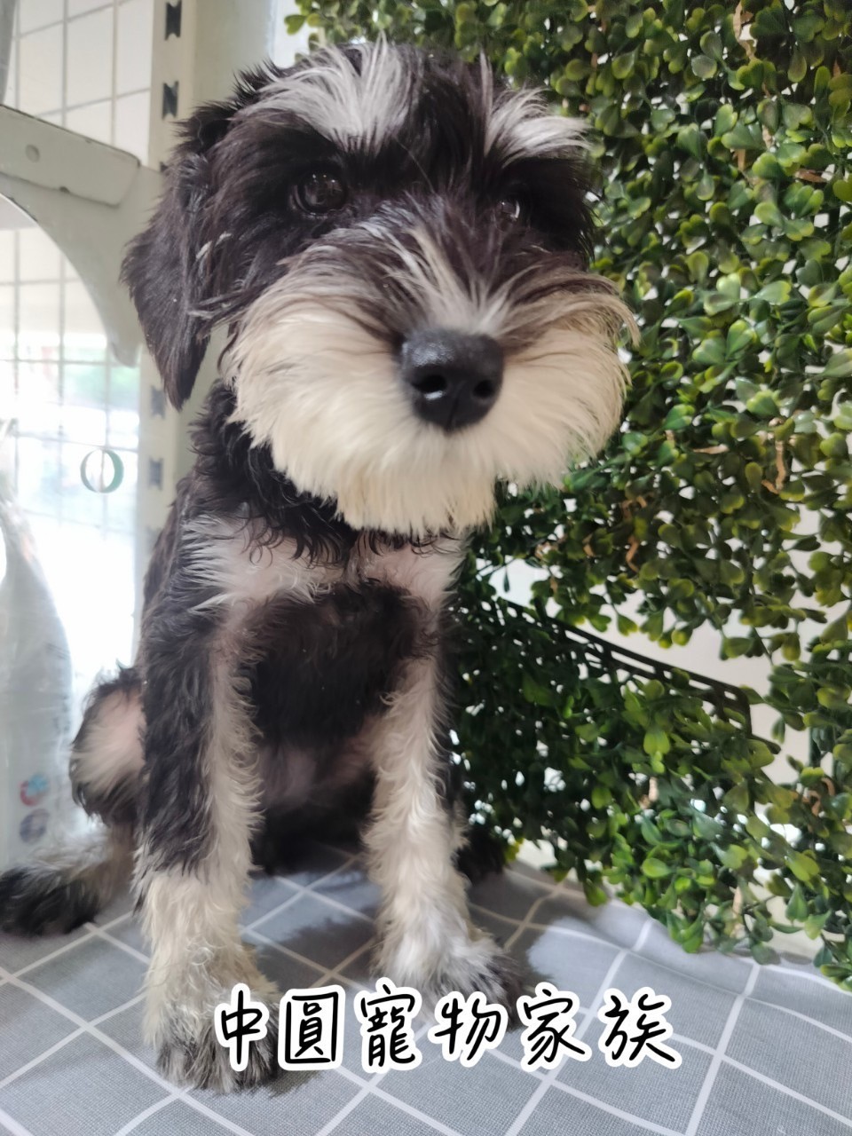 中圓寵物家族／黑蓋雪納瑞