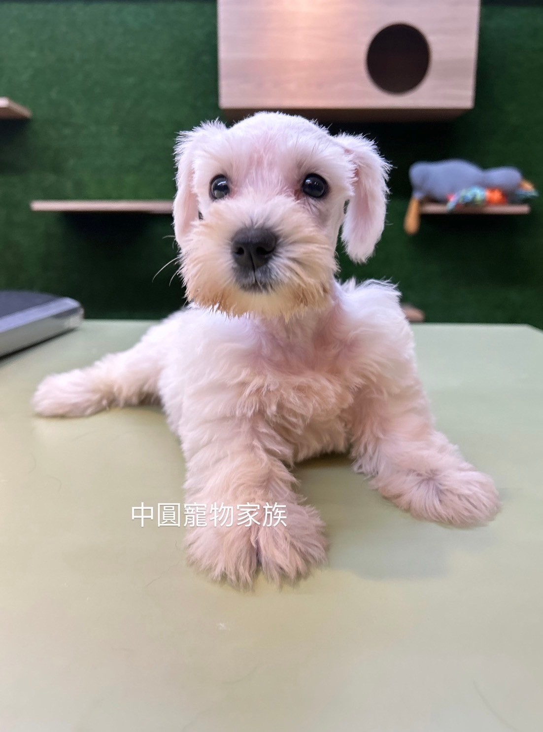 中圓寵物家族／白色雪納瑞