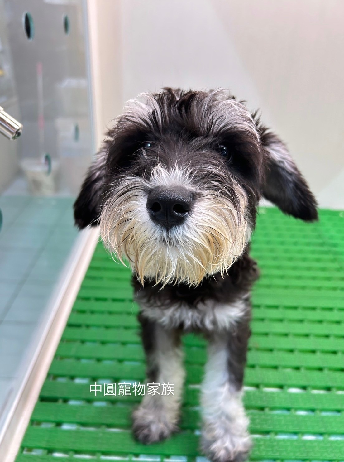 中圓寵物家族／黑蓋雪納瑞