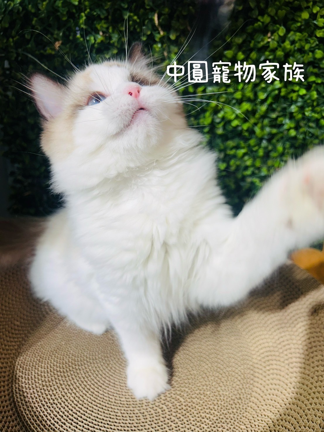 中圓寵物家族／海豹雙色布偶貓