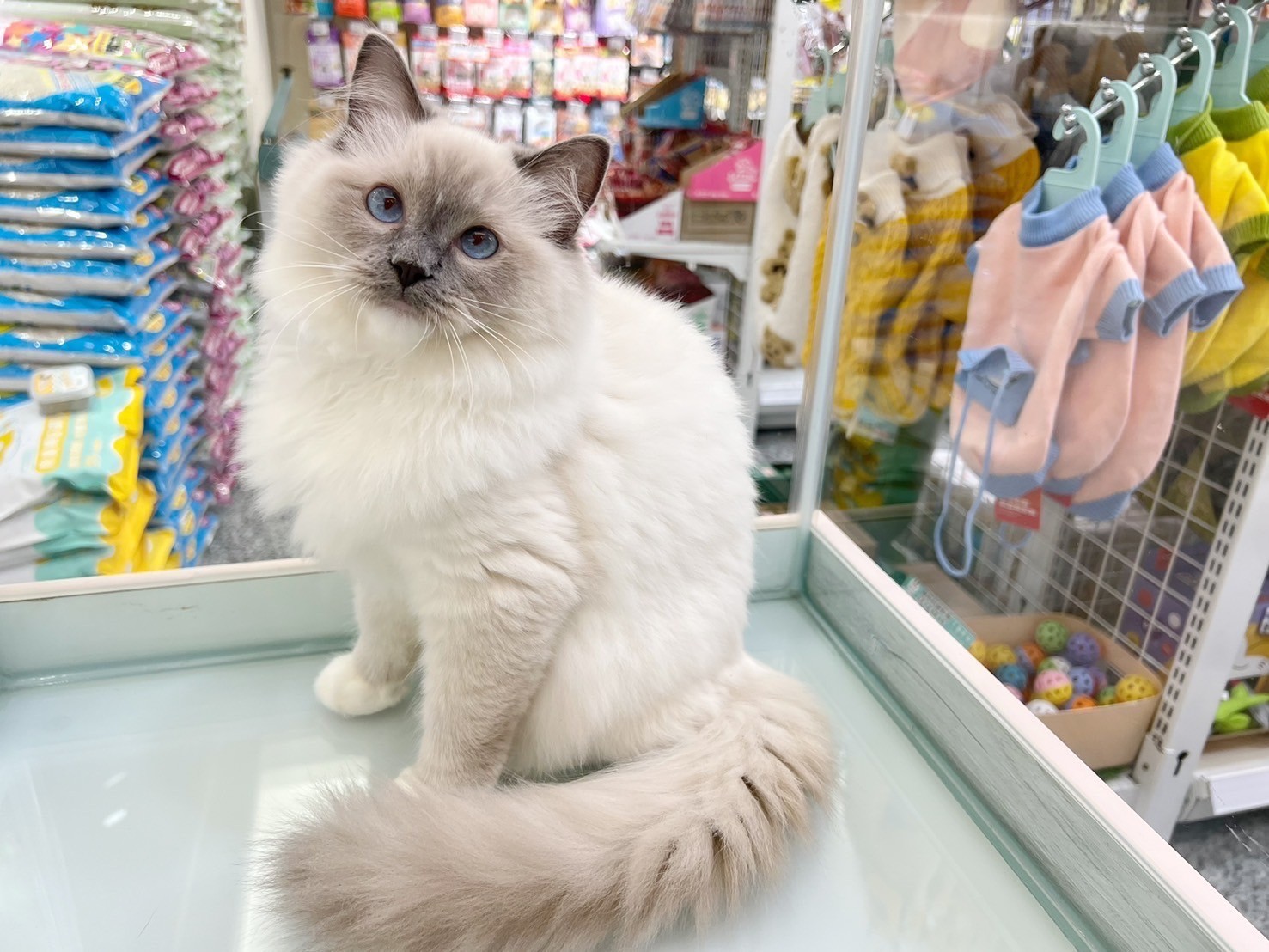 中圓寵物家族／藍手套布偶貓