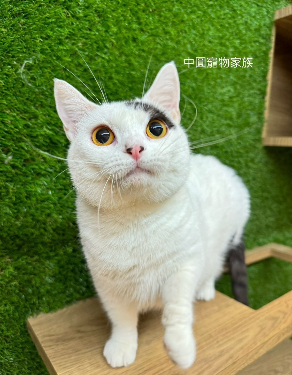 中圓寵物家族／黑白曼赤肯