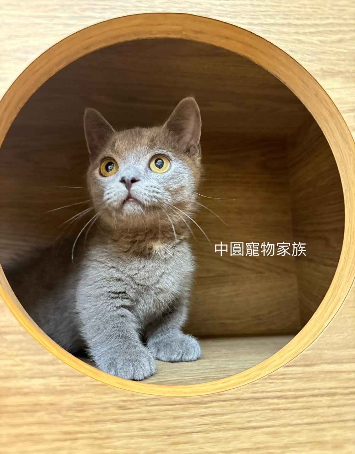 中圓寵物家族／藍色曼赤肯