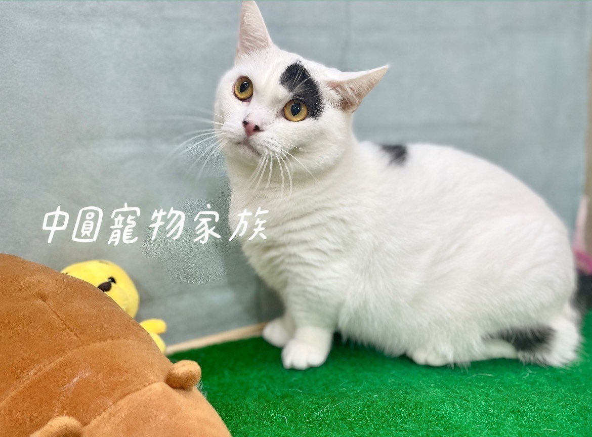 中圓寵物家族／黑白色曼赤肯