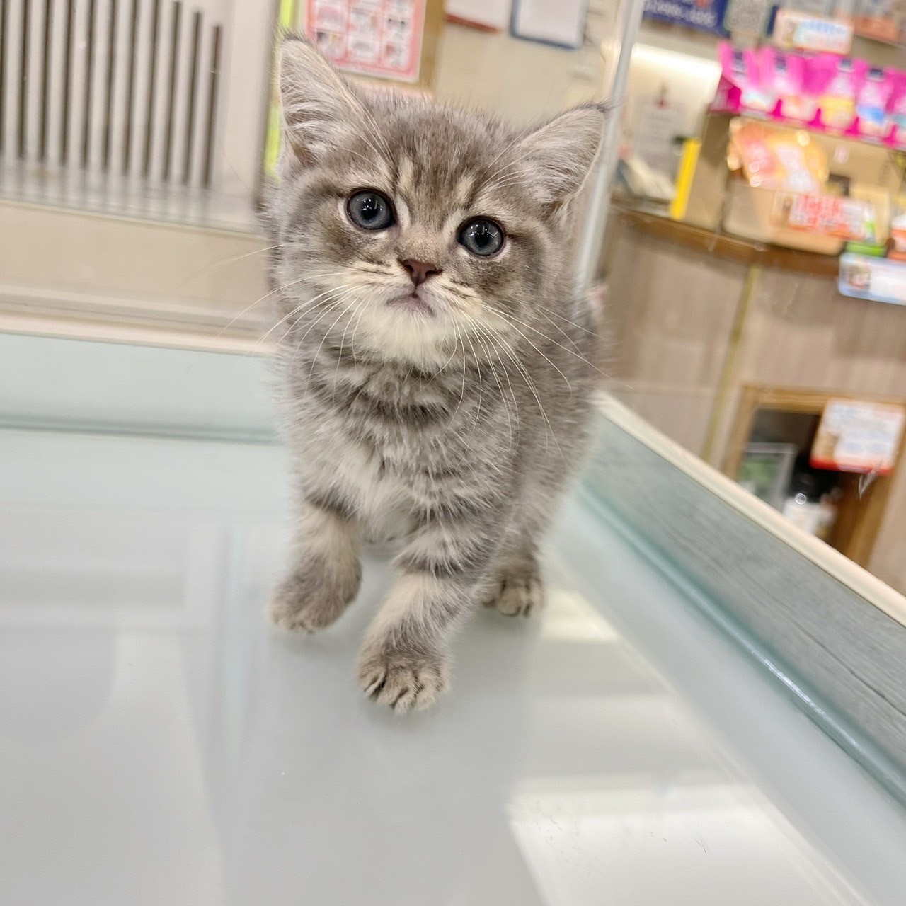 中圓寵物家族／藍虎斑英國短毛貓