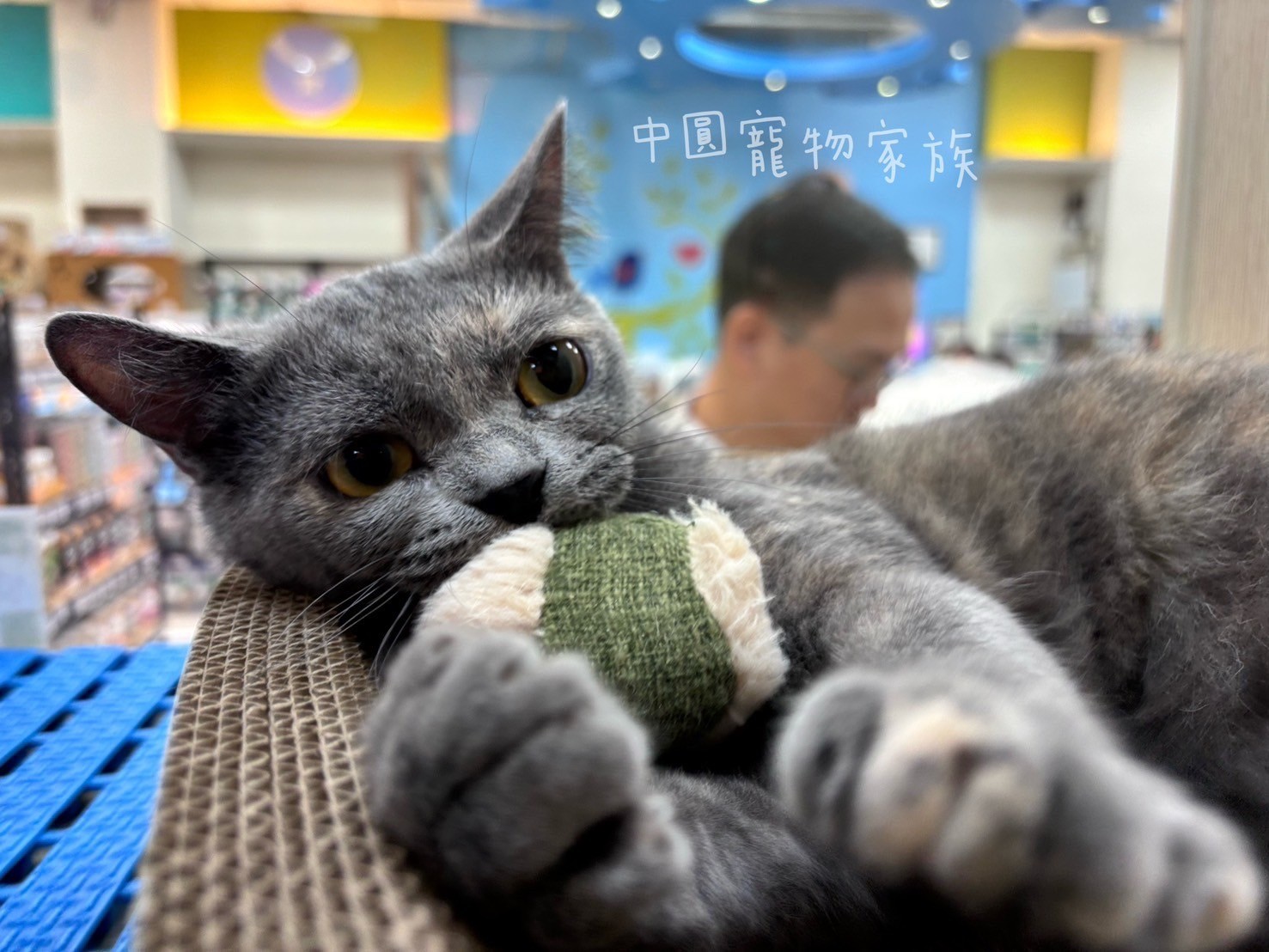 中圓寵物家族／藍奶英國短毛貓