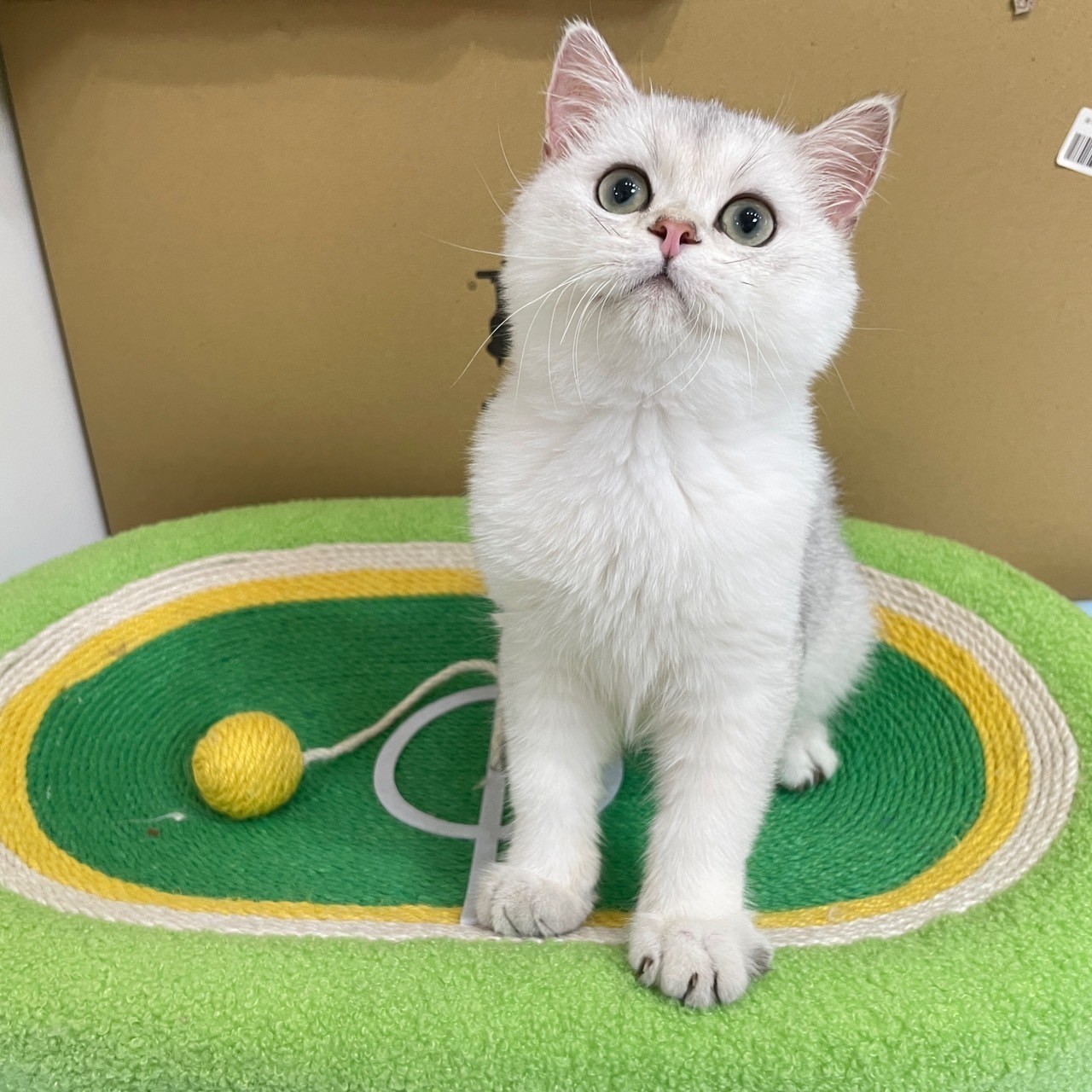 中圓寵物家族／銀漸層英國短毛貓