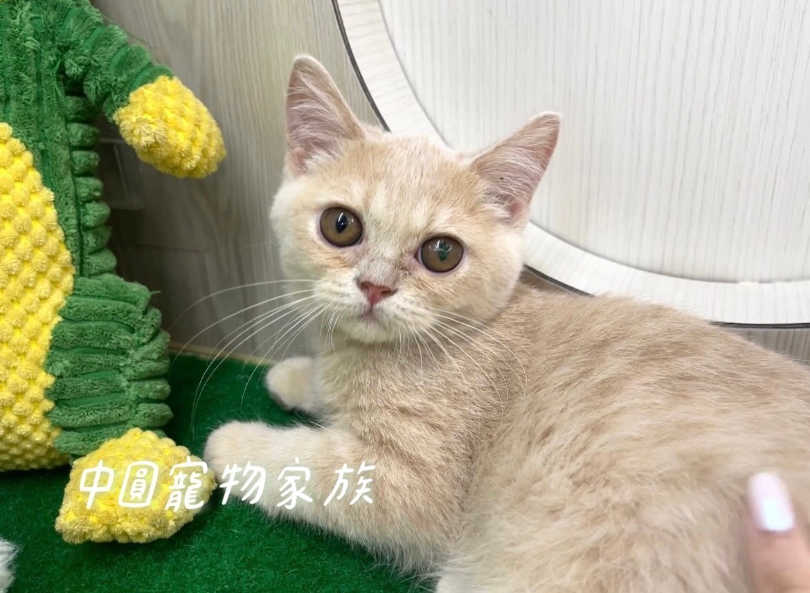 中圓寵物家族／奶油色英國短毛貓