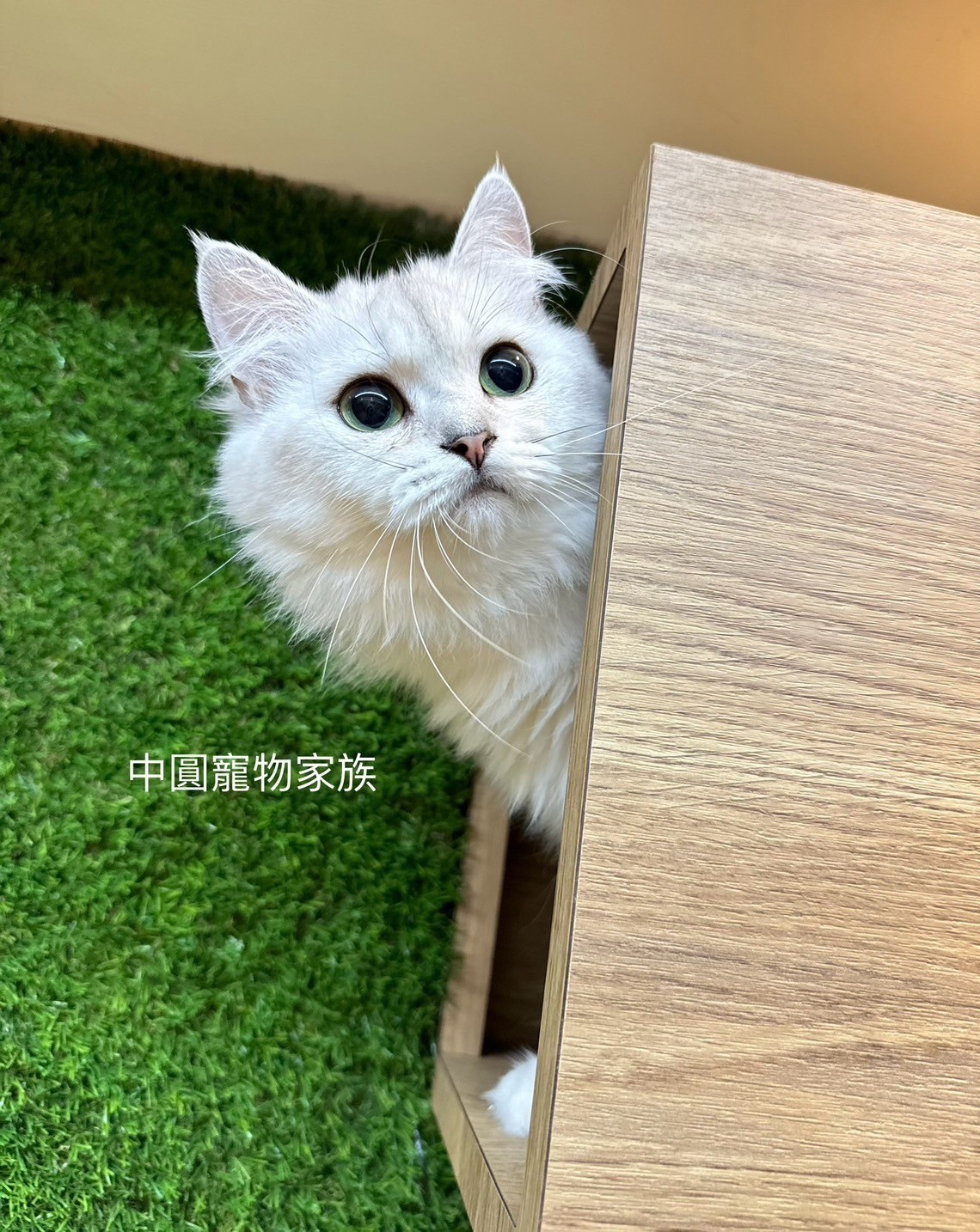 中圓寵物家族／銀漸層英國長毛貓