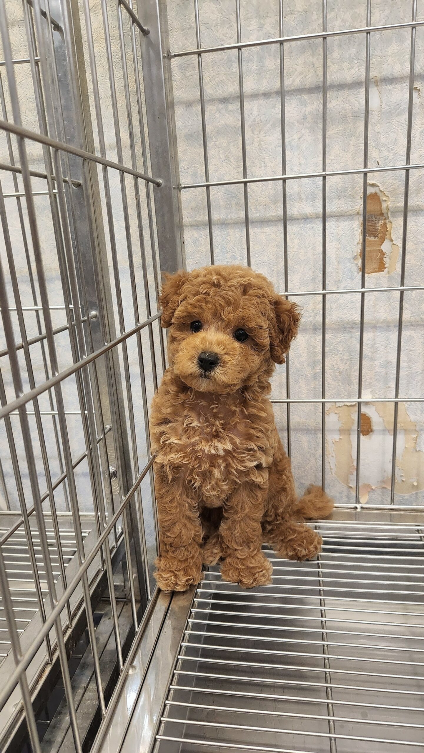 帕菲寵物館／奶油色貴賓犬