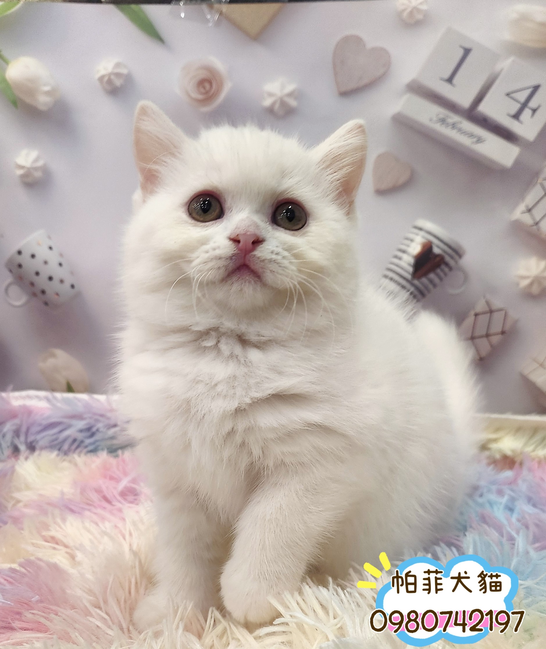 帕菲寵物館／白色英國短毛貓