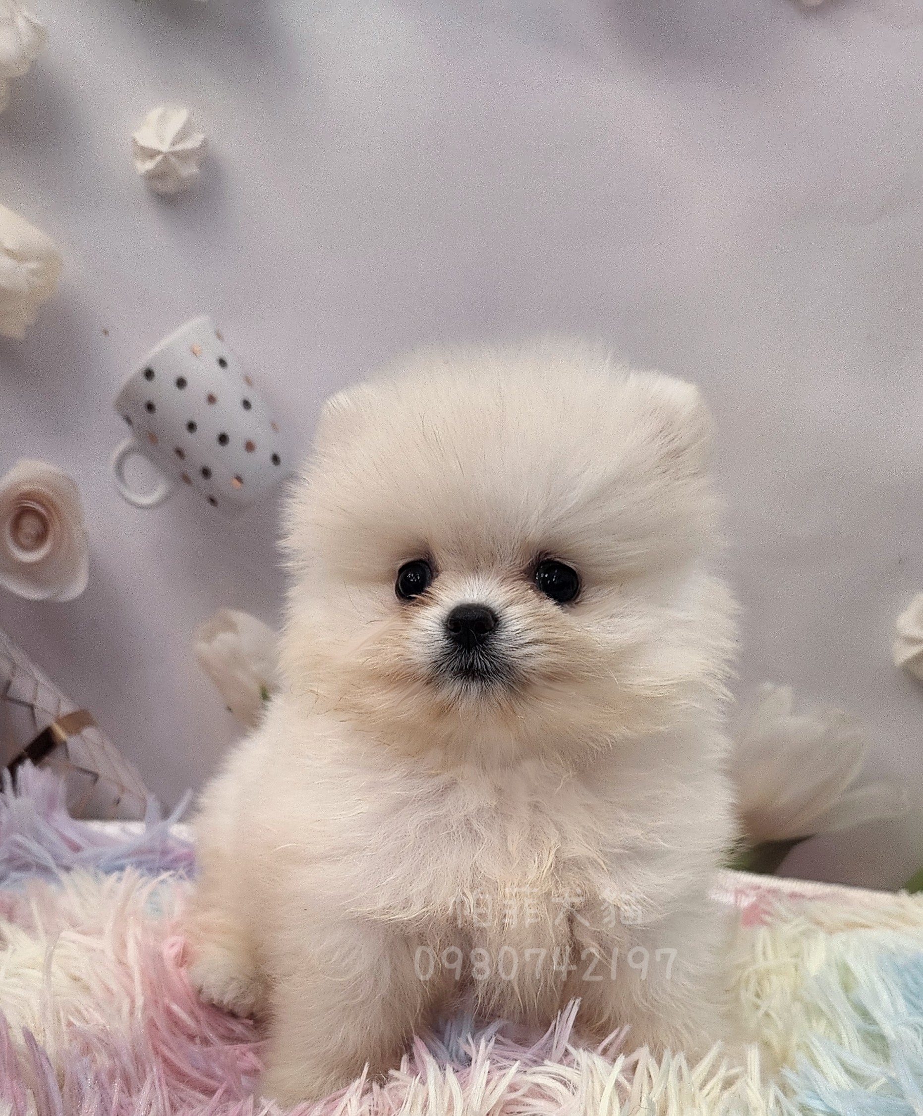 帕菲寵物館／白色松鼠博美犬