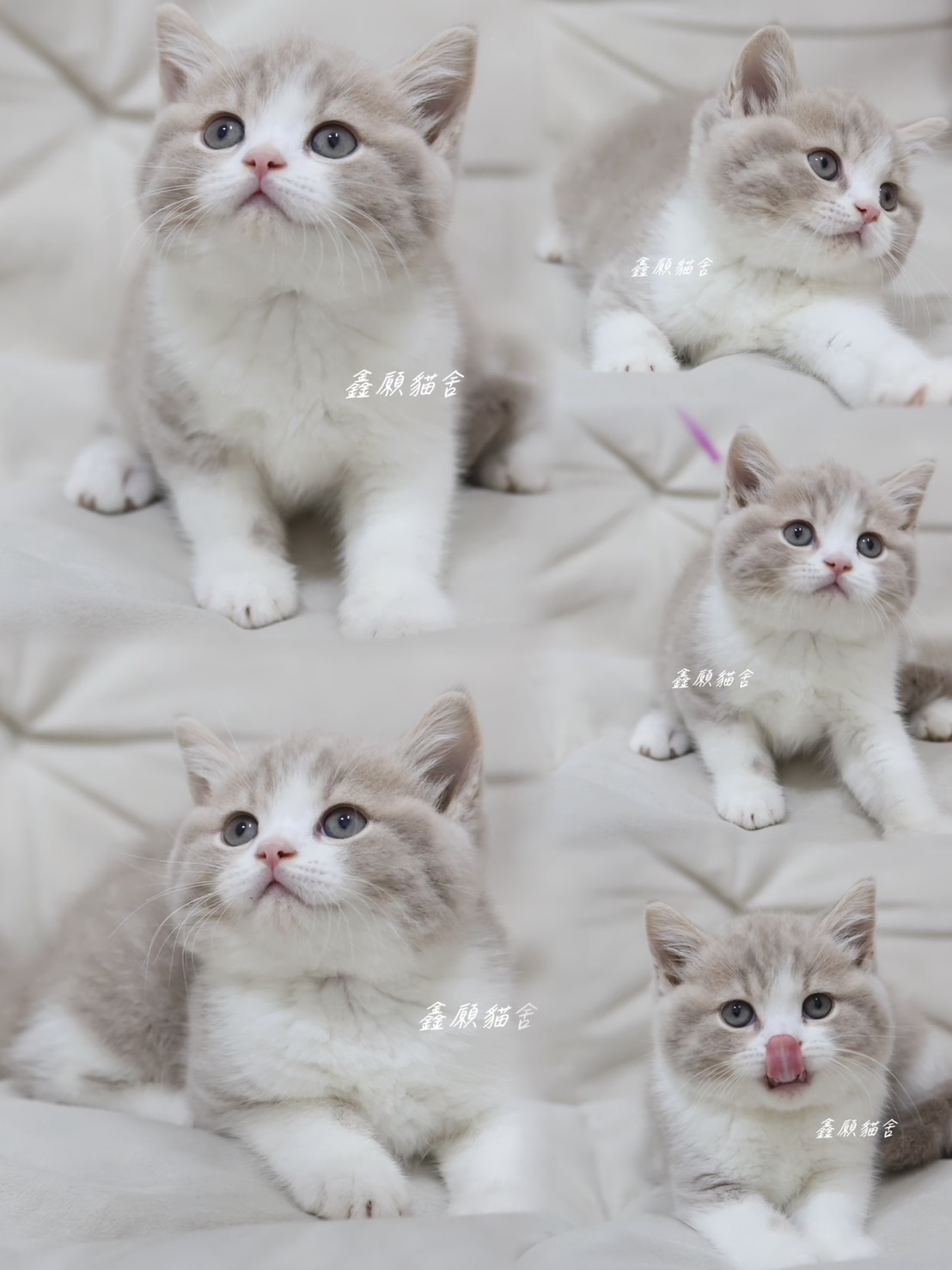 鑫願貓舍／紫丁香虎斑賓士英國短毛貓