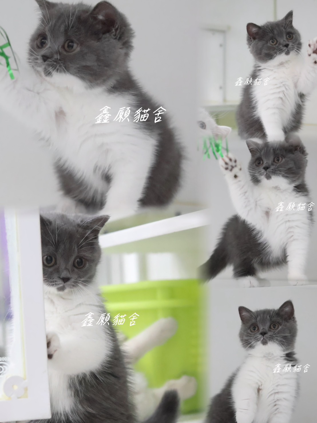 鑫願貓舍／藍白色英國短毛貓