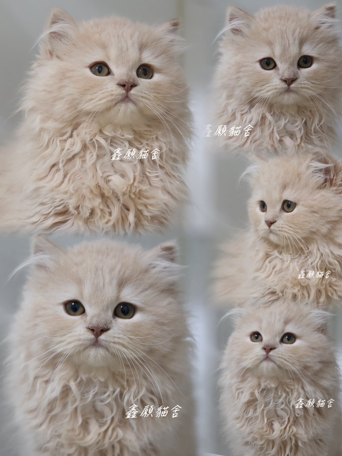 鑫願貓舍／奶油色英國長毛貓