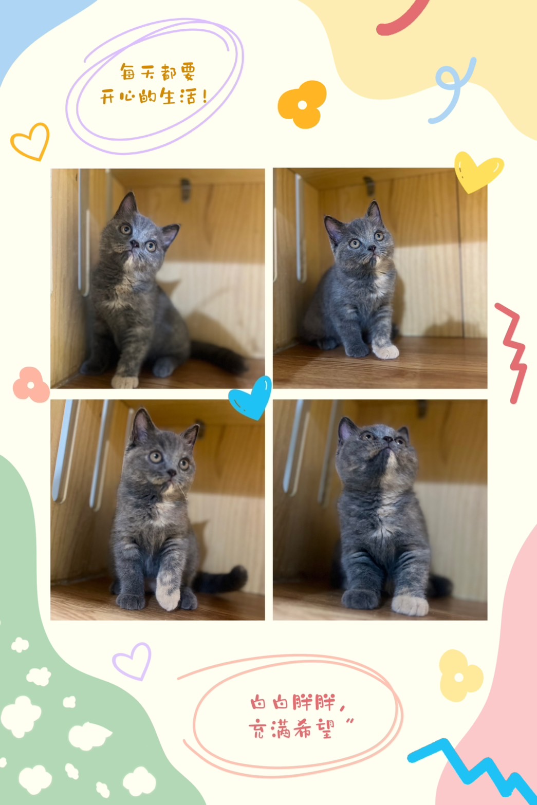 布魯斯貓舍／藍奶油英國短毛貓