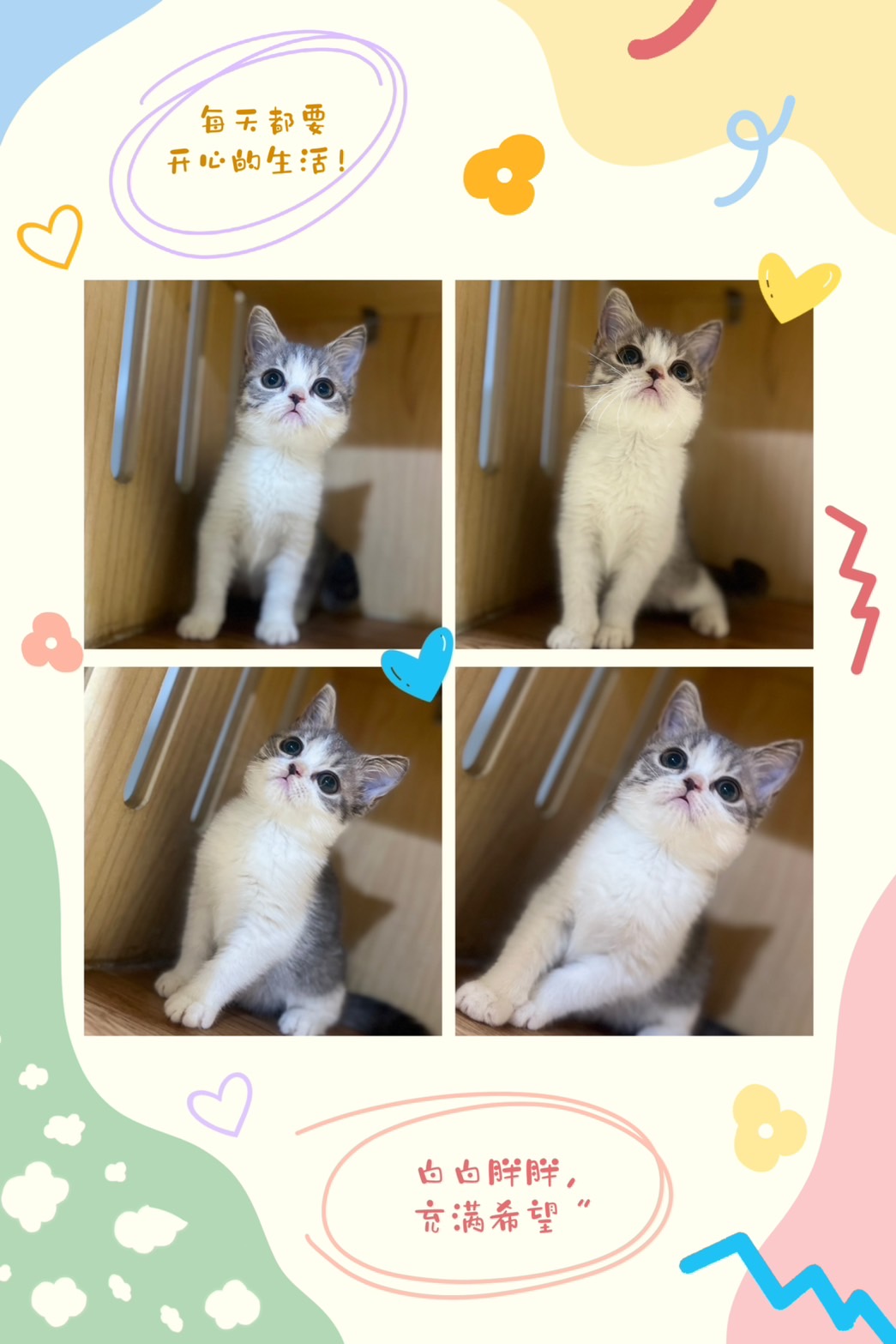 布魯斯貓舍／藍奶賓士英國短毛貓