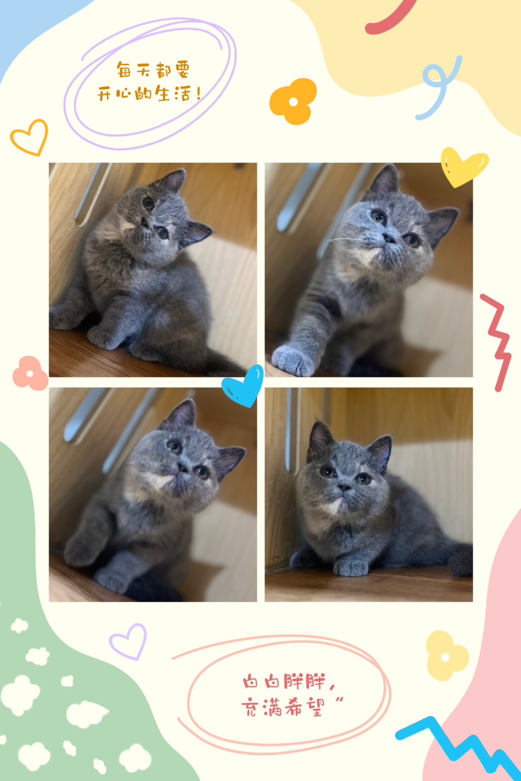 布魯斯貓舍／藍奶油英國短毛貓