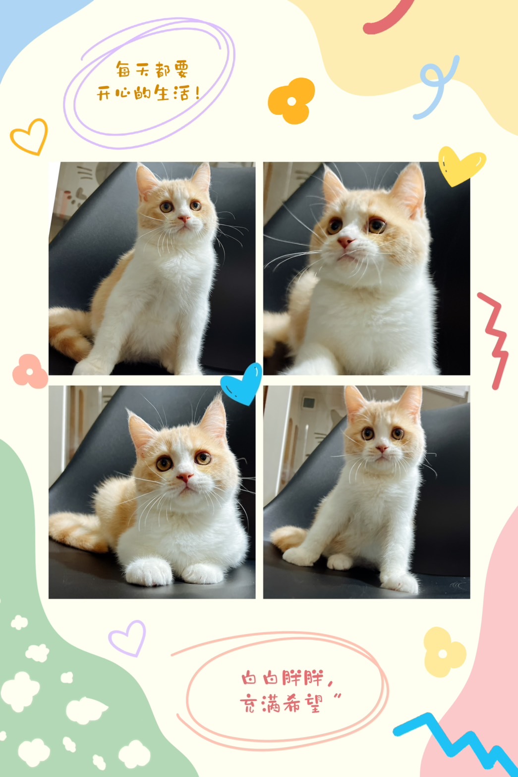 布魯斯貓舍／奶油賓士英國短毛貓