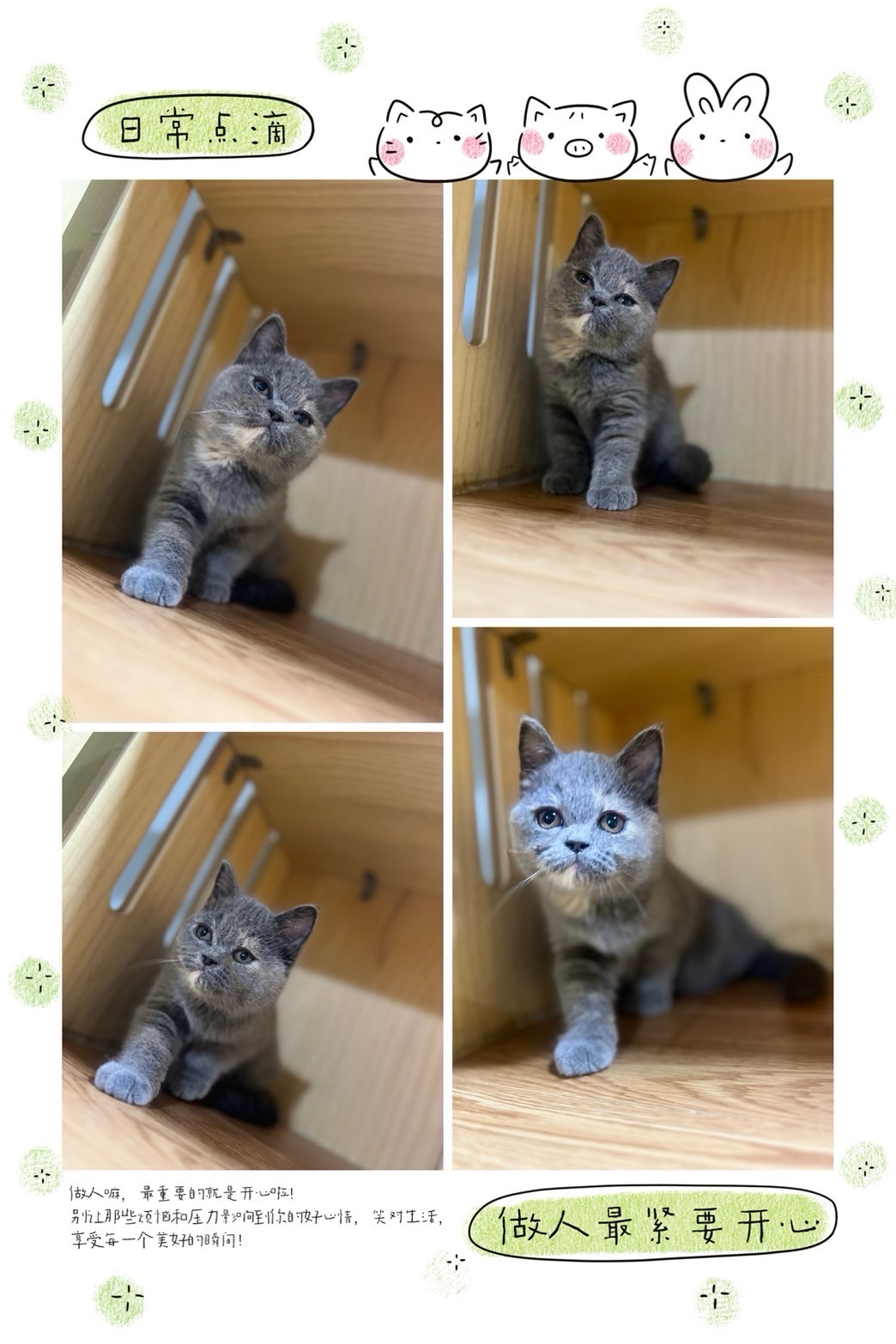 布魯斯貓舍／藍奶油英國短毛貓