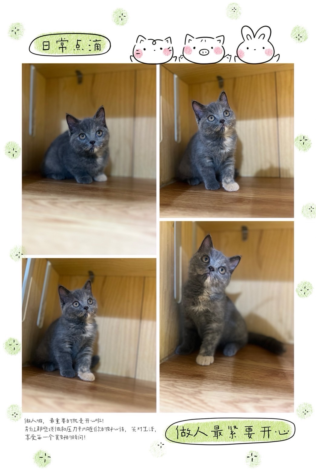 布魯斯貓舍／藍奶油英國短毛貓