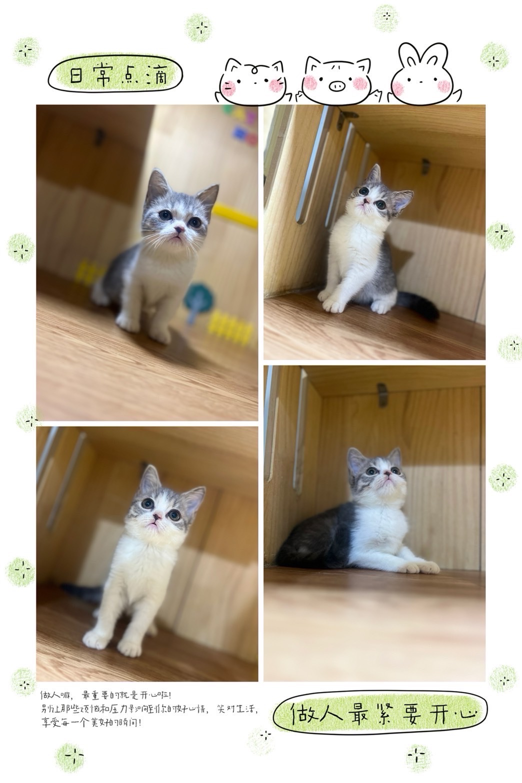 布魯斯貓舍／藍奶賓士英國短毛貓