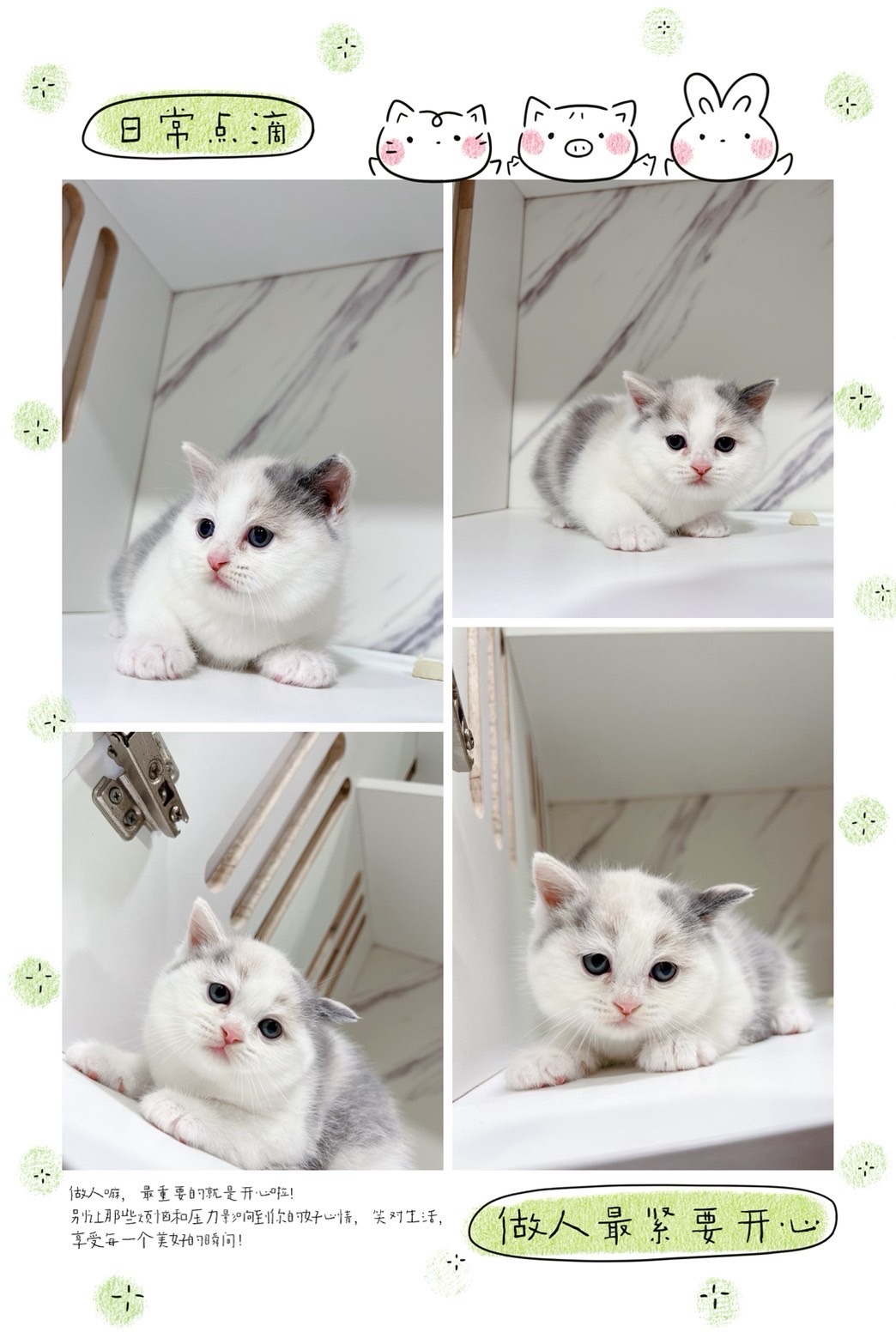 布魯斯貓舍／淺三花英國短毛貓